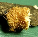 Echinoporia aculeifera image