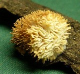 Echinoporia aculeifera image