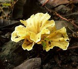 Cotylidia aurantiaca image