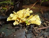 Cotylidia aurantiaca image