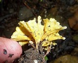 Cotylidia aurantiaca image