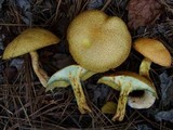 Suillus tomentosus image