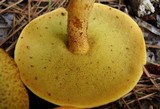 Suillus tomentosus image