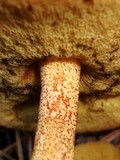 Suillus tomentosus image