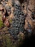 Kretzschmaria clavus image