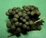 Kretzschmaria clavus image