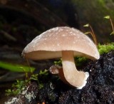 Rhodocollybia lignitilis image