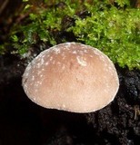 Rhodocollybia lignitilis image