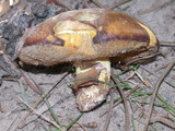 Suillus luteus image