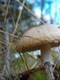 Amanita amerimuscaria image