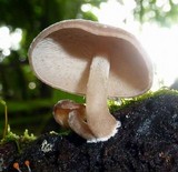 Rhodocollybia lignitilis image