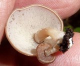 Rhodocollybia lignitilis image