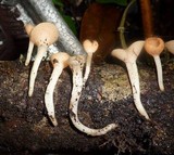 Cookeina tricholoma image