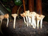Cookeina tricholoma image