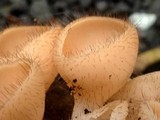 Cookeina tricholoma image