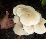 Macrocybe titans image