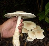 Macrocybe titans image