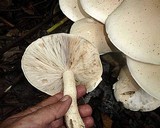 Macrocybe titans image