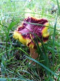 Boletus chrysenteron image