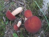 Xanthoconium purpureum image