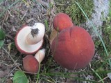 Xanthoconium purpureum image