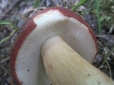 Xanthoconium purpureum image