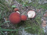Xanthoconium purpureum image