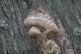Antrodia juniperina image