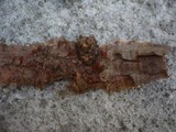 Neonectria fuckeliana image