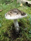 Amanita sect. Vaginatae image