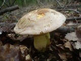 Boletus fechtneri image