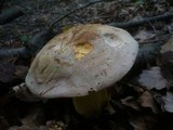 Boletus fechtneri image