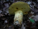 Boletus fechtneri image