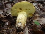 Boletus fechtneri image