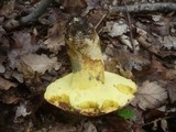 Boletus fechtneri image