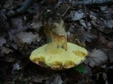 Boletus fechtneri image