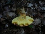Boletus fechtneri image