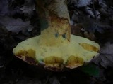 Boletus fechtneri image