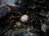 Boletus fechtneri image