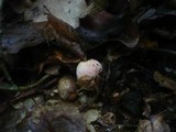 Boletus fechtneri image