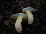 Boletus fechtneri image