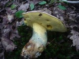 Boletus fechtneri image