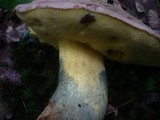 Boletus fechtneri image