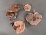 Sarcodon underwoodii image