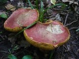Boletus luridus image