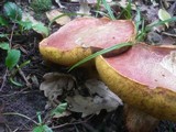 Boletus luridus image