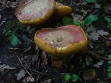 Boletus luridus image