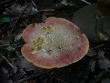Boletus luridus image