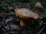 Boletus luridus image