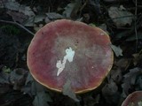 Boletus luridus image